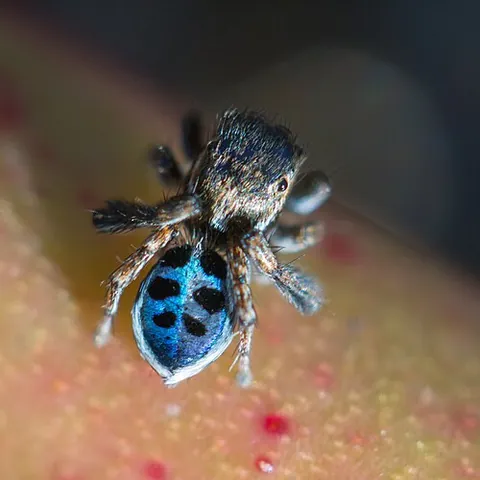 peacock spider: a peacock jumping spider (Maratus spp.)