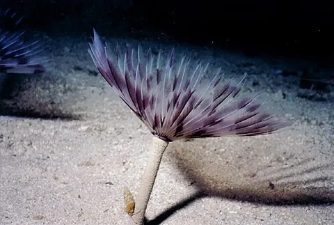 peacock worm: a particular species of worm, Sabella pavonina