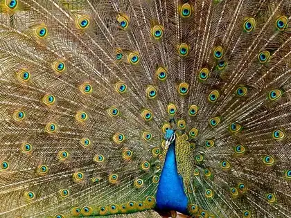 peacock: a male peafowl, especially Pavo cristatus, notable for its brilliant iridescently ocellated tail