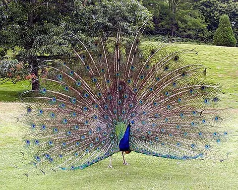 peafowl: a bird of the genus Pavo or Afropavo, notable for the extravagant tails of the males; a peacock...