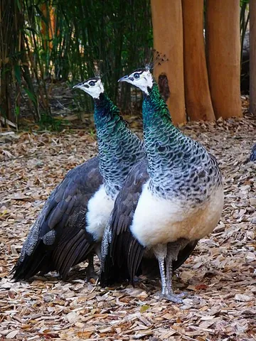 peahen: a female peafowl
