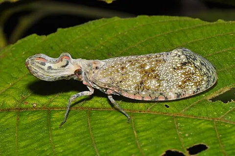 peanut-headed lanternfly: machaca (Fulgora laternaria)
