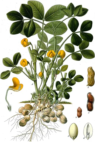 peanut: a legume resembling a nut, the fruit of the plant Arachis hypogaea, native to South America