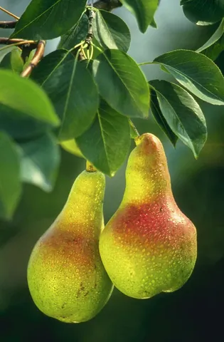 pear: an edible fruit produced by the pear tree, similar to an apple but typically elongated towards the...