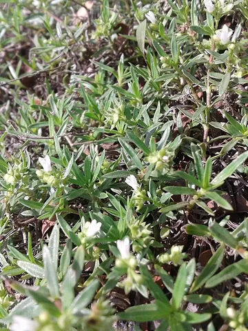 pearl grass: briza media, a variety of grass