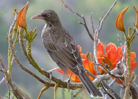 pearly-eyed thrasher: a thrasher songbird of species Margarops fuscatus, found throughout much of the Caribbean