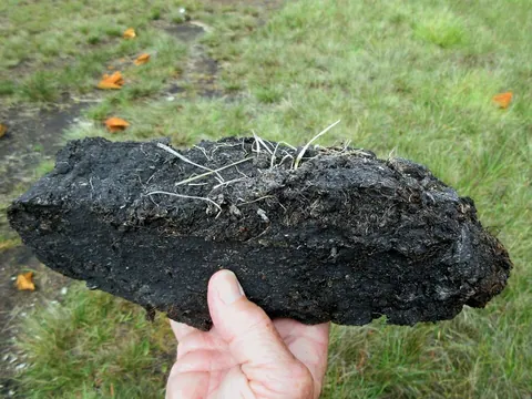 peat: soil formed of dead but not fully decayed plants found in bog areas, often burned as fuel
