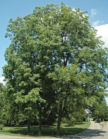 pecan tree: a tree of the species Carya illinoinensis, the members of which are valued agriculturally for their...