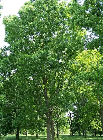 pecan: a deciduous tree, Carya illinoinensis, of the central and southern United States, having deeply...