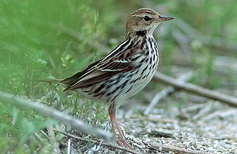 pechora pipit: anthus gustavi, a passerine bird which breeds in the East Palearctic tundra