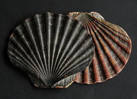 pecten: the bones in the hand between the wrist and the fingers