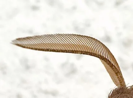 pectinate: having narrow ridges or projections aligned close together like the teeth of a comb