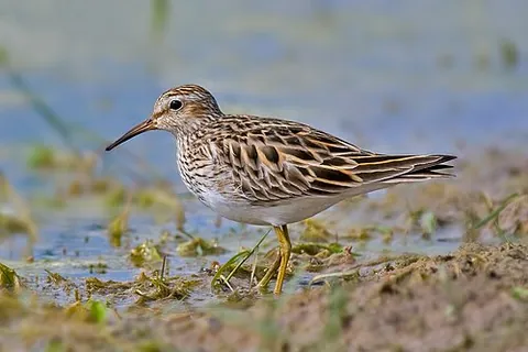 pectoral sandpiper: calidris melanotos, a small migratory wader that breeds in North America and Asia, wintering in...