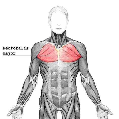 pectoralis major: the large muscle that covers the chest and ribs