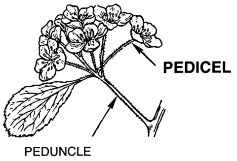 pedicel: a stalk of an individual flower (or fruit, e.g., once fertilised) or spore-producing body within a...
