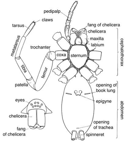 pedipalp: either of a second pair of appendages near the mouth of many arachnids, variously specialized as...