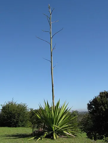 peduncle: the stalk supporting an inflorescence or a solitary flower/fruit