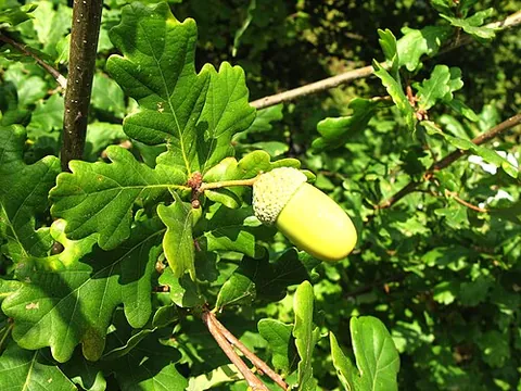 pedunculate oak: a large deciduous tree, Quercus robur