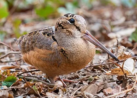 peent: used to imitate the cry of the American woodcock