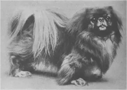 pekingese: the Beijing dialect of Chinese, as distinct from standardized Mandarin