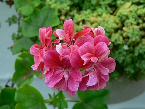 pelargonium: any of various flowering plants of the genus Pelargonium, similar to (and often confused with) true...