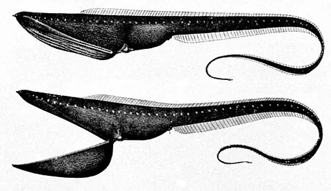pelican eel: a deep-sea eel (Eurypharynx pelecanoides), the only known member of the genus Eurypharynx and...