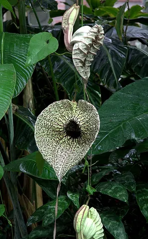 pelican flower: any of several tropical vines of the genus Aristolochia (especially Aristolochia grandiflora) the...