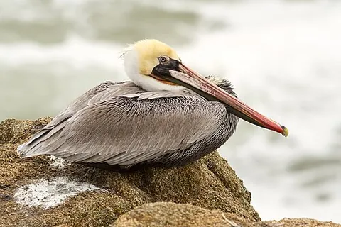 pelican state: official nickname for Louisiana: a state of the United States