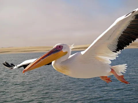 pelican: any of various seabirds of the family Pelecanidae, having a long bill with a distendable pouch