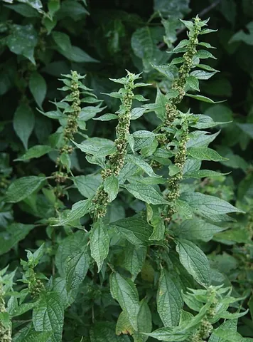 pellitory of the wall: a plant of the species Parietaria officinalis, that has greenish flowers and often grows on walls...