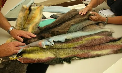 pelt: the skin of an animal with the hair or wool on; either a raw or undressed hide, or a skin preserved...