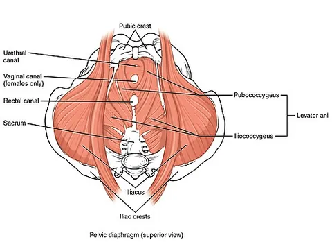 pelvic floor: a muscular partition, formed by the muscle fibers of the levator ani, the coccygeus, and associated...