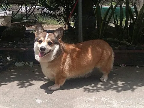 pembroke welsh corgi: a cattle herding dog breed that originated in Pembrokeshire, Wales; one of the two varieties of the...