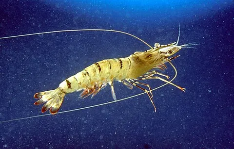 penaeid: any prawn of the family Penaeidae, many of which have economic importance