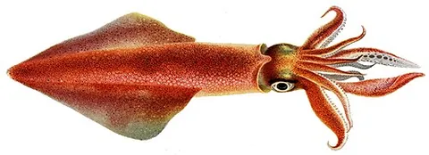 pencil squid: any of various species of squid in the taxonomic family Loliginidae