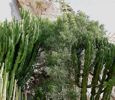 pencil tree: euphorbia tirucalli, a tree found in semi-arid tropical climates