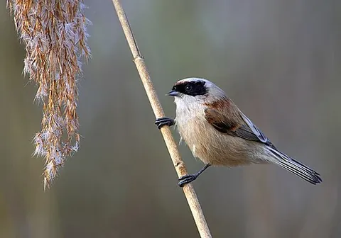 penduline tit: any of the family of small passerine birds Remizidae, which nearly all make nests which hang from...