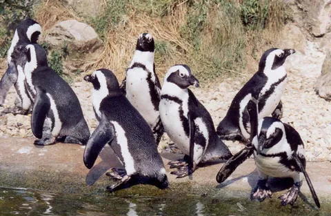 penguin: any of several flightless sea birds, of the family Spheniscidae within the order Sphenisciformes,...