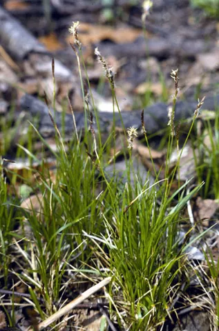 pennsylvania sedge: carex pensylvanica (in Carex subg. Carex), native to eastern North America