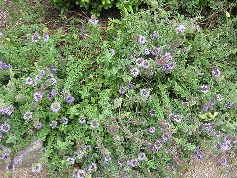 pennyroyal: mentha pulegium, a plant of the mint family, formerly much used in various medicinal treatments and...