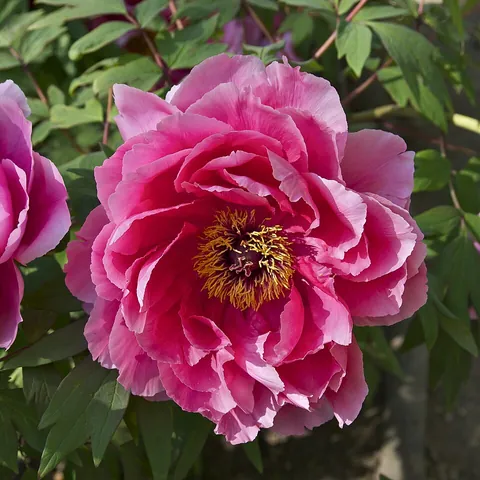 peony: a flowering plant of the genus Paeonia with large fragrant flowers