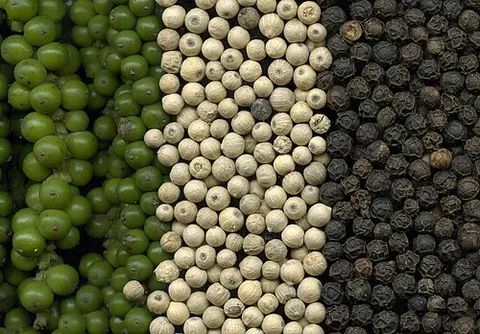 pepper: a plant of the family Piperaceae