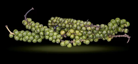 peppercorn: the seeds of the pepper plant Piper nigrum, commonly used as a spice, usually ground or crushed