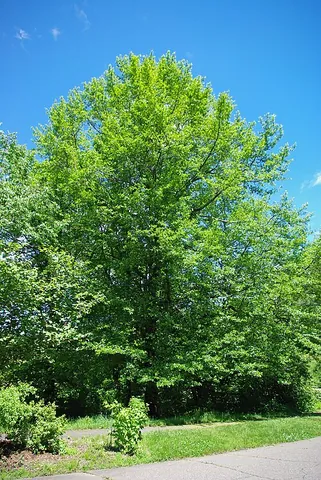 pepperidge: nyssa sylvatica, a medium-sized deciduous tree of North America