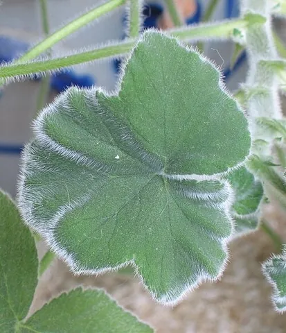 peppermint geranium: a sprawling, shade-loving species of geranium with velvety leaves that smell like peppermint,...