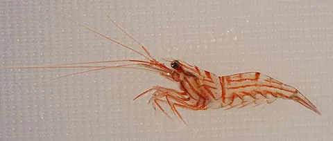 peppermint shrimp: lysmata wurdemanni, a species of shrimp found in the Atlantic Ocean, distinctive for the bright red...