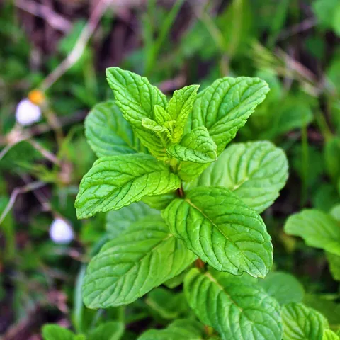 peppermint: a hybrid herb of the mint family (Mentha × piperita), formed by crossing watermint and spearmint,...
