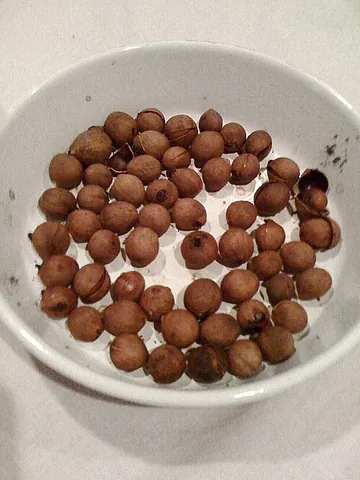 peppernut: the edible fruit of a pepperwood tree (California laurel)