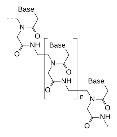peptide nucleic acid: a synthetic organic polymer similar to DNA or RNA; the sugar backbone of nucleic acids is replaced...
