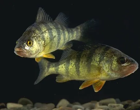 perch: any of the three species of spiny-finned freshwater fish in the genus Perca